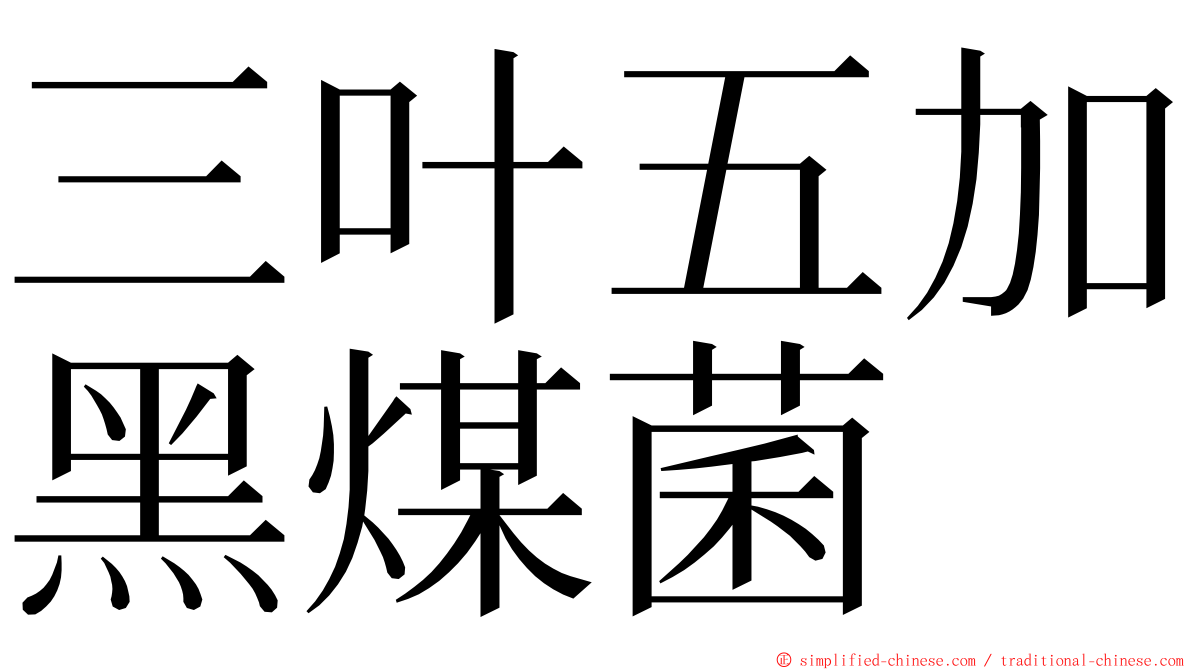 三叶五加黑煤菌 ming font