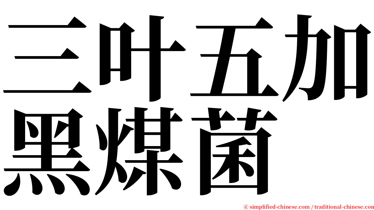 三叶五加黑煤菌 serif font