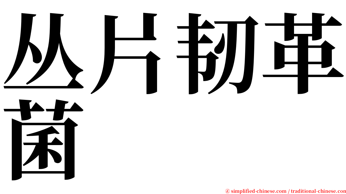 丛片韧革菌 serif font