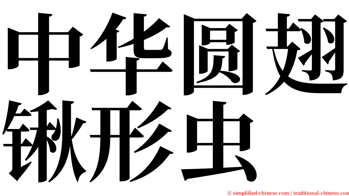 中华圆翅锹形虫 serif font