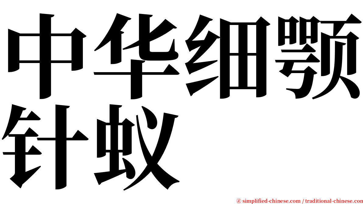 中华细颚针蚁 serif font