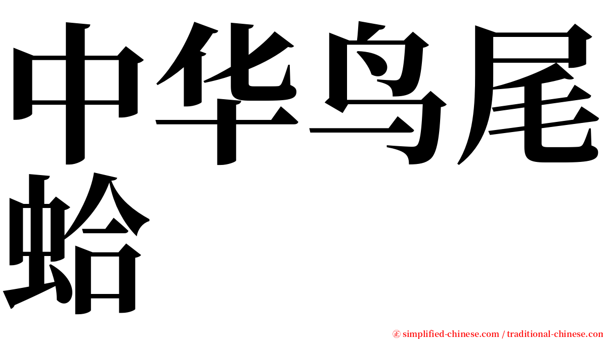 中华鸟尾蛤 serif font