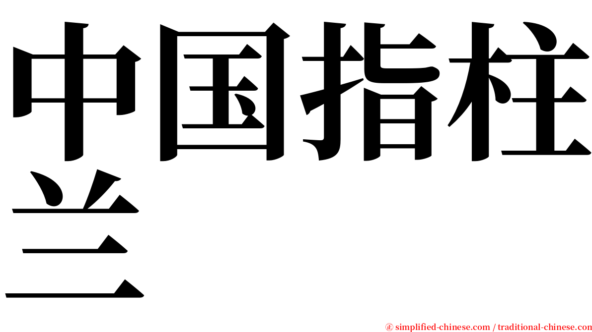 中国指柱兰 serif font