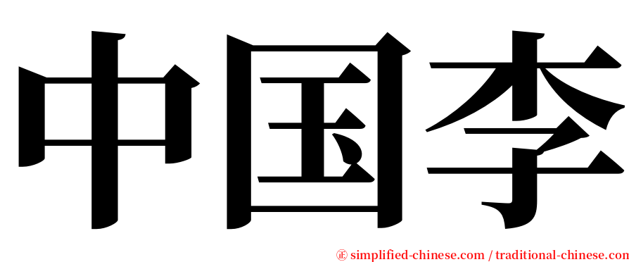 中国李 serif font