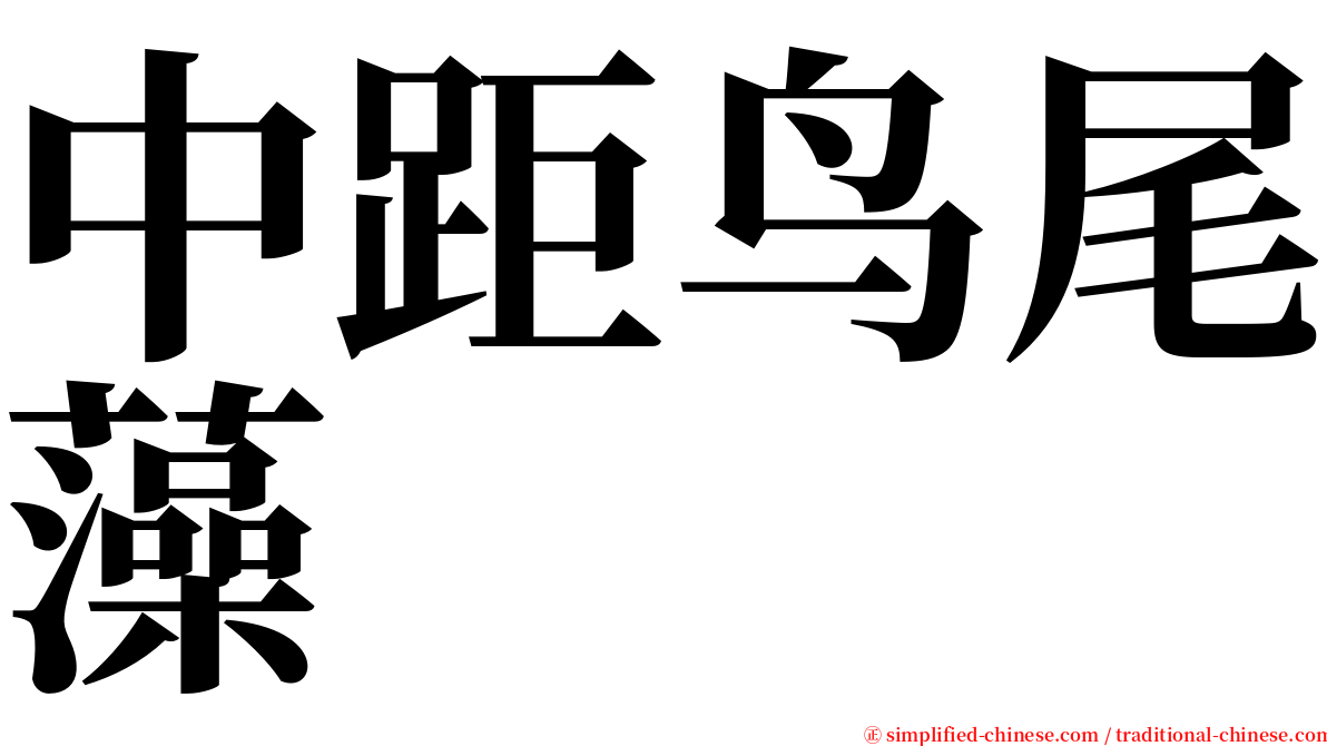 中距鸟尾藻 serif font