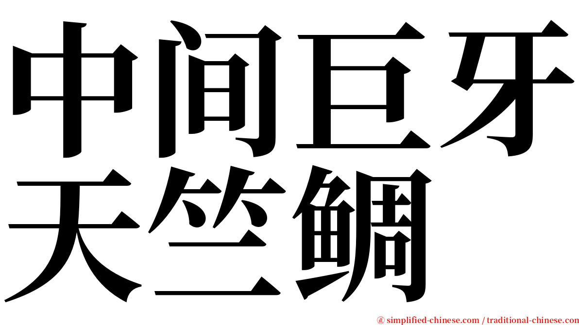 中间巨牙天竺鲷 serif font