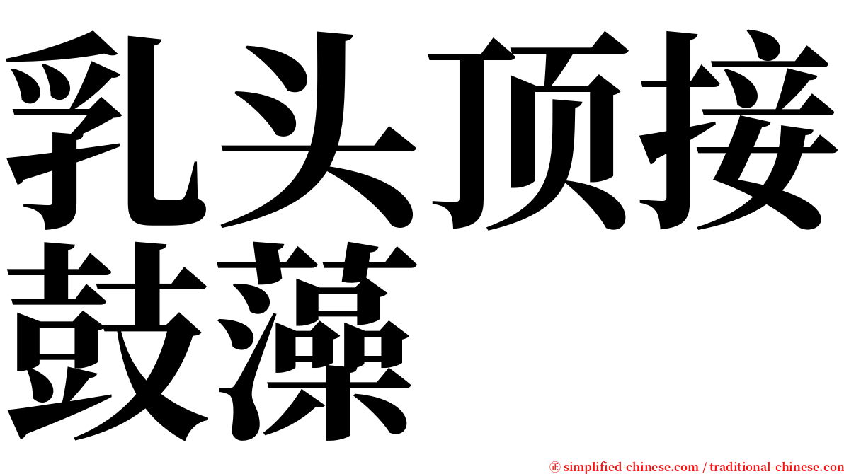 乳头顶接鼓藻 serif font