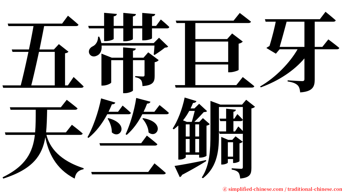 五带巨牙天竺鲷 serif font