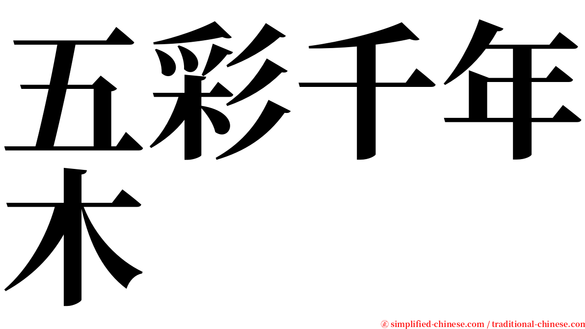 五彩千年木 serif font