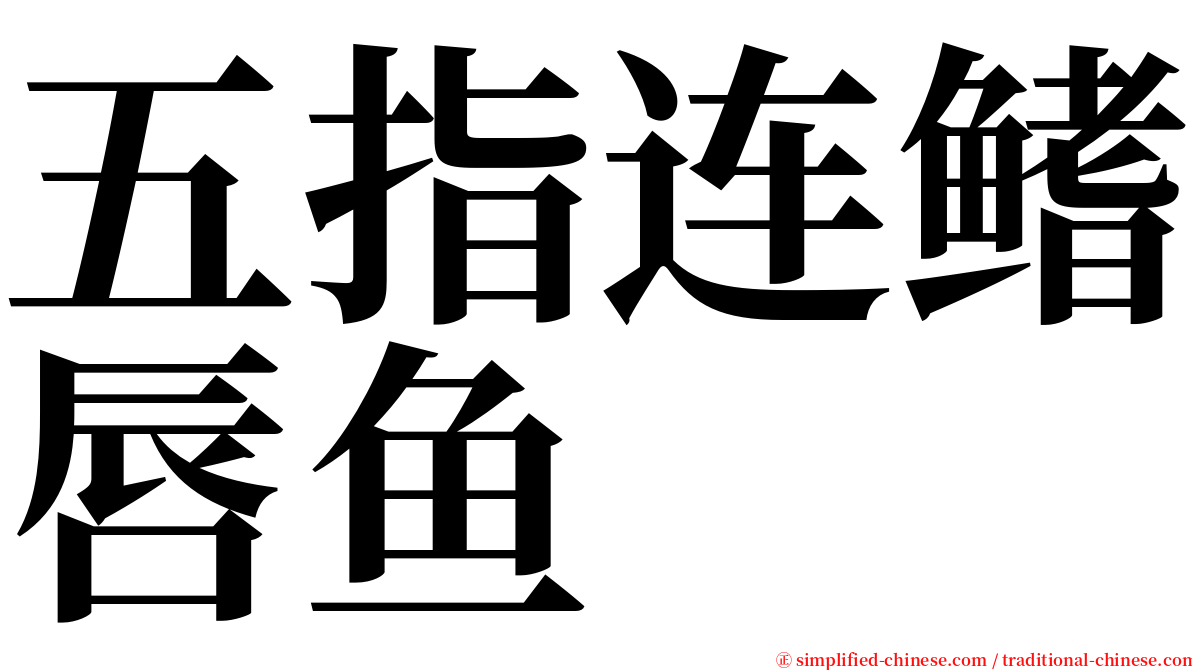 五指连鳍唇鱼 serif font