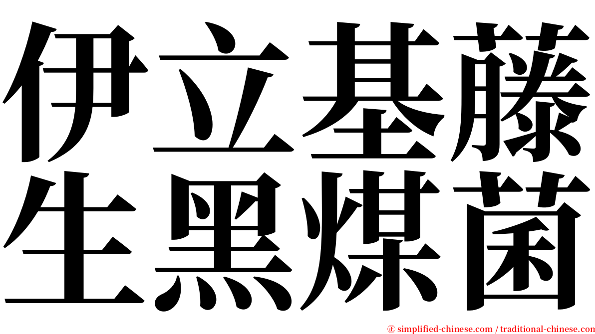 伊立基藤生黑煤菌 serif font