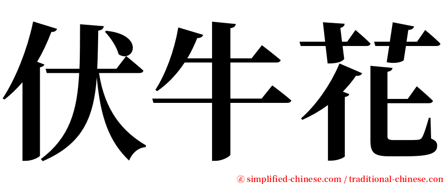 伏牛花 serif font