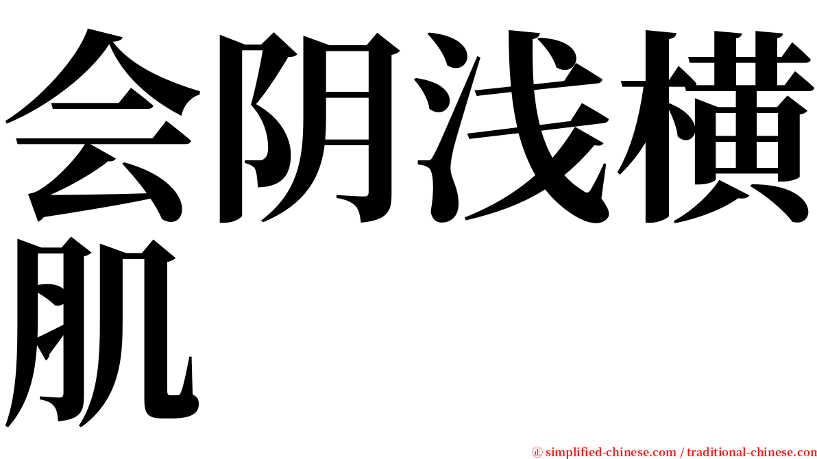 会阴浅横肌 serif font