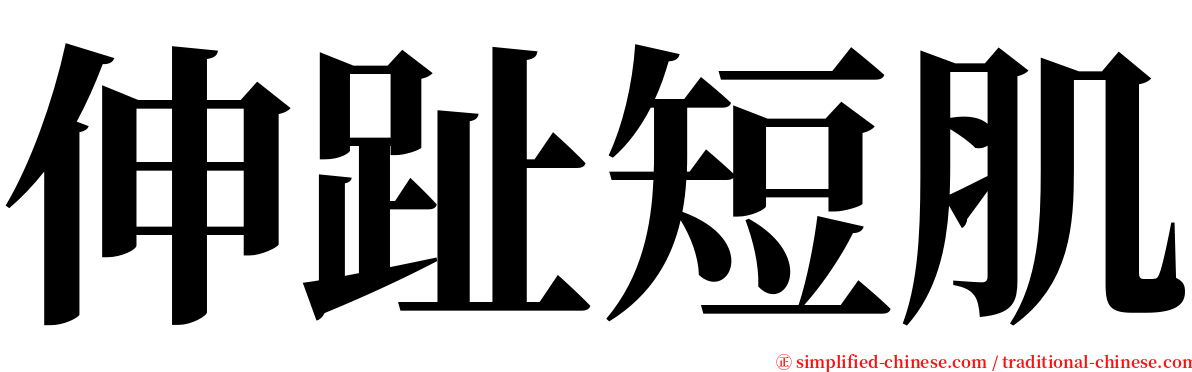 伸趾短肌 serif font