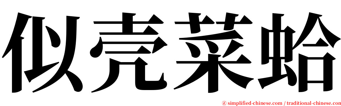 似壳菜蛤 serif font