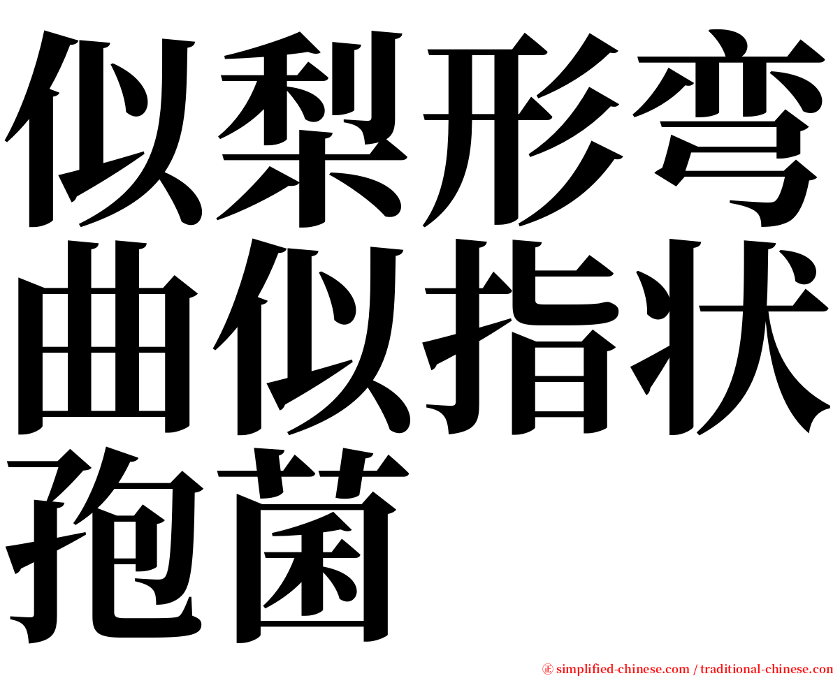 似梨形弯曲似指状孢菌 serif font