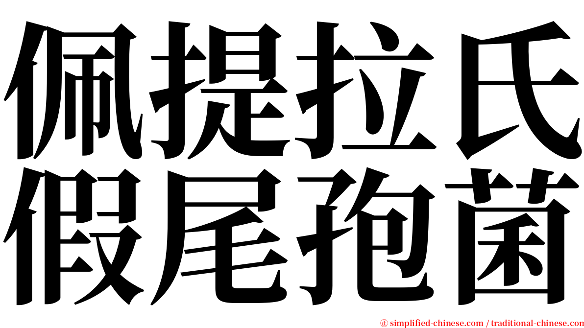 佩提拉氏假尾孢菌 serif font