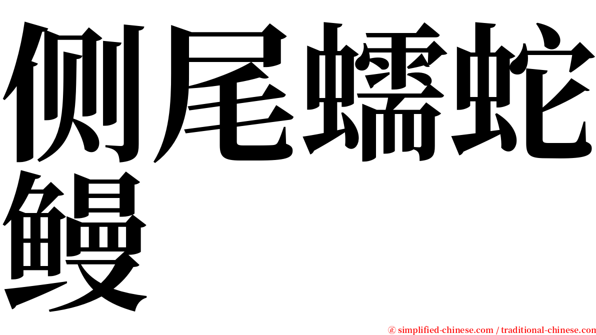 侧尾蠕蛇鳗 serif font