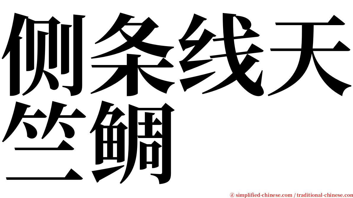 侧条线天竺鲷 serif font