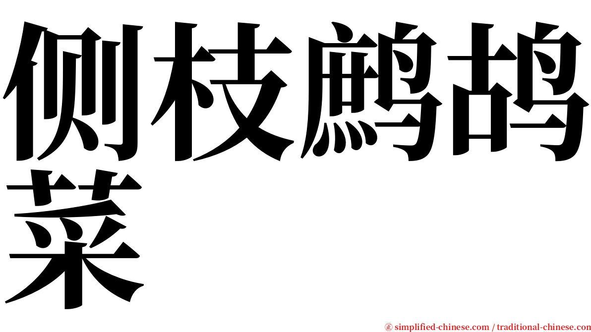 侧枝鹧鸪菜 serif font