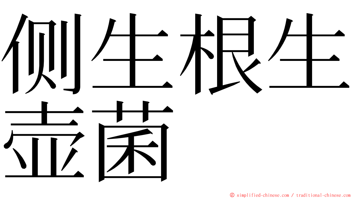 侧生根生壶菌 ming font