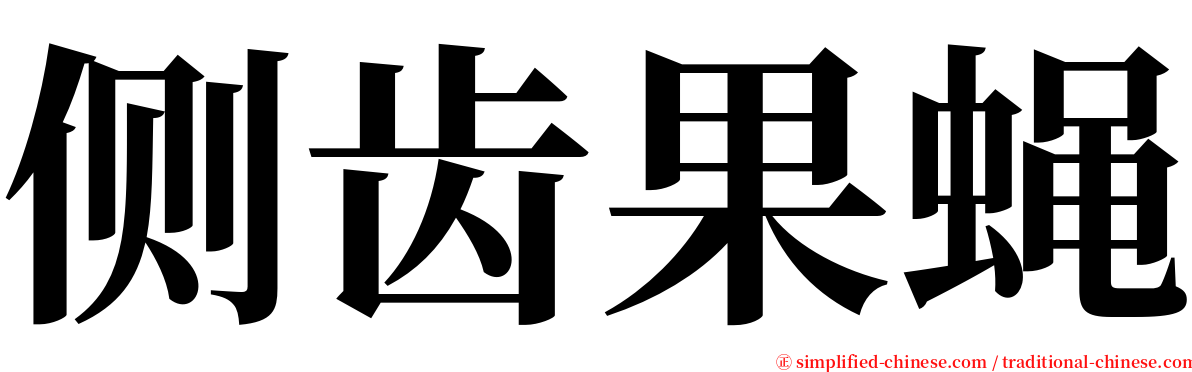 侧齿果蝇 serif font