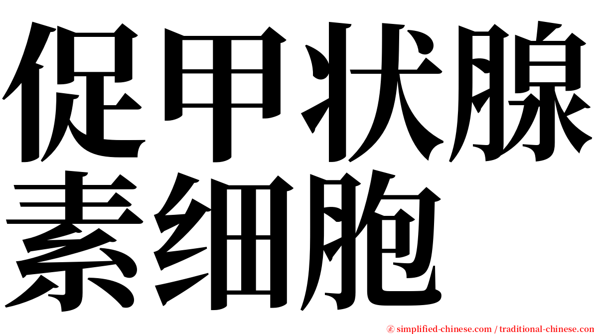 促甲状腺素细胞 serif font