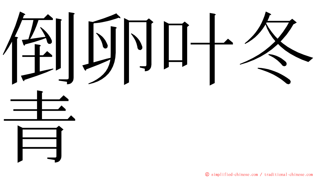 倒卵叶冬青 ming font