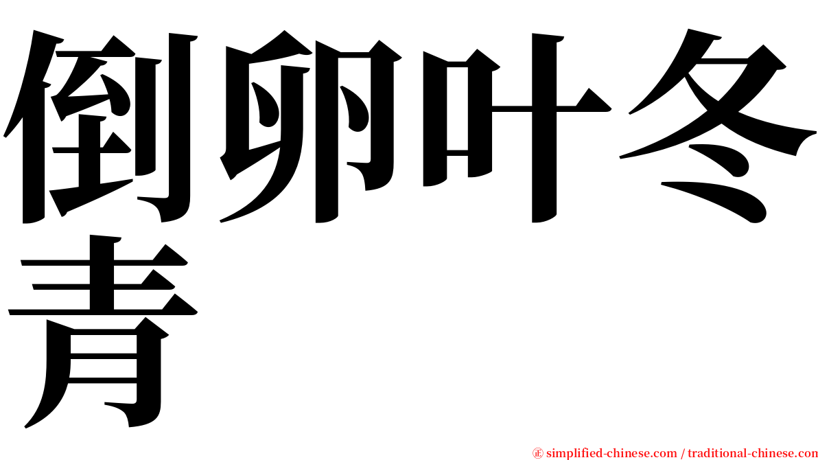 倒卵叶冬青 serif font