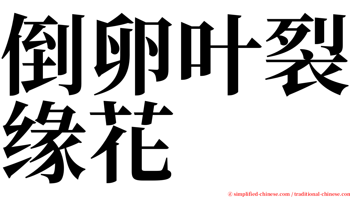 倒卵叶裂缘花 serif font