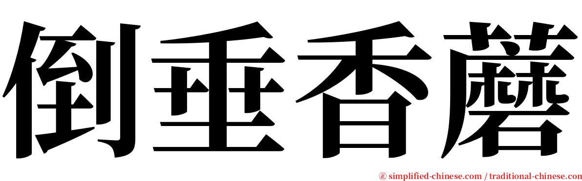 倒垂香蘑 serif font