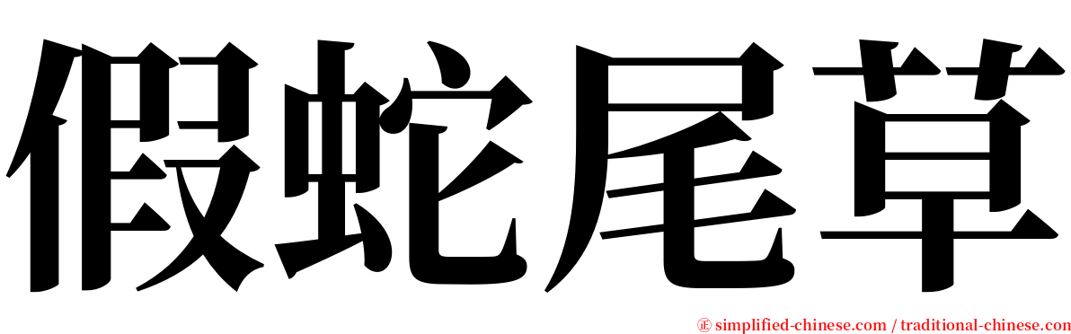 假蛇尾草 serif font