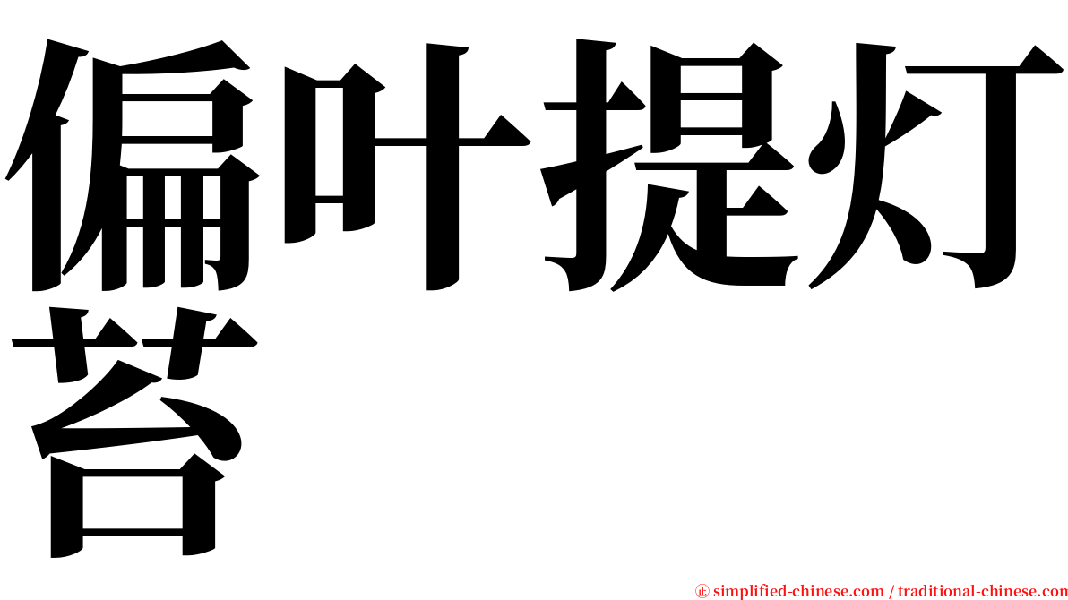 偏叶提灯苔 serif font