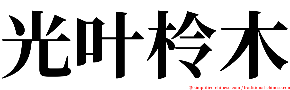 光叶柃木 serif font