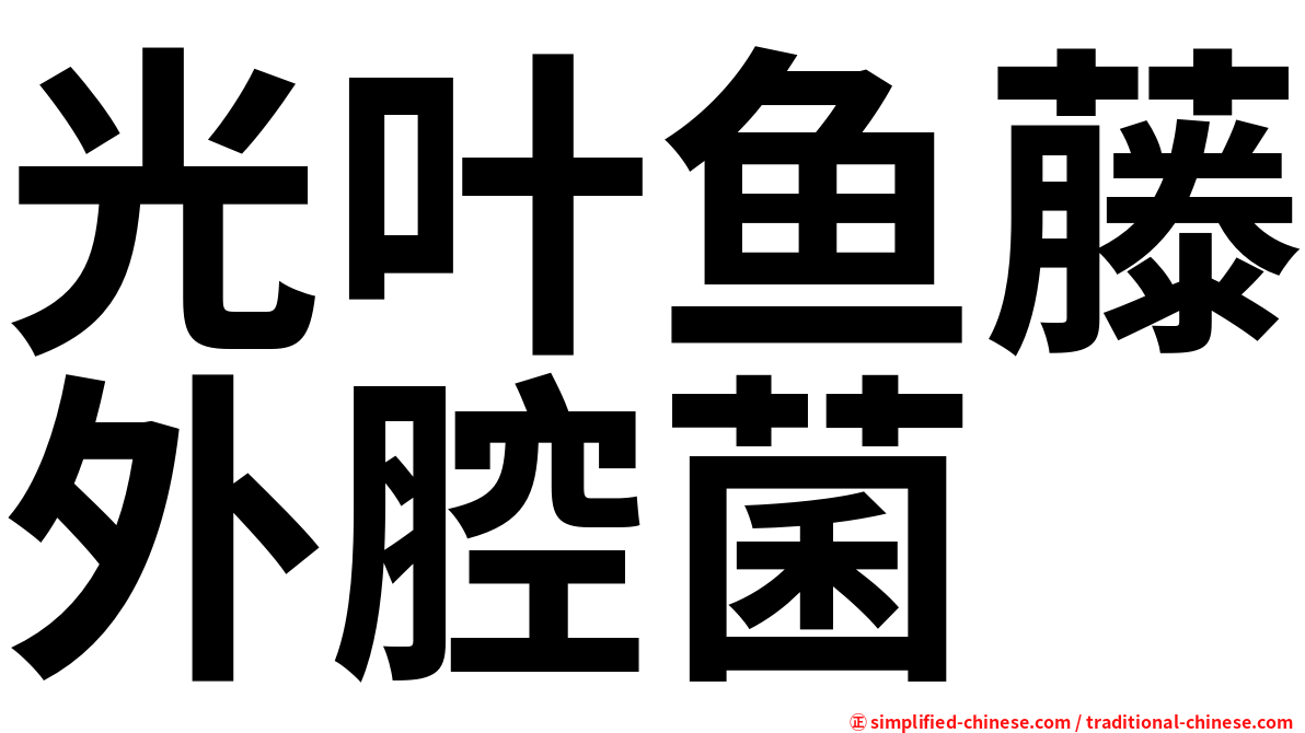 光叶鱼藤外腔菌