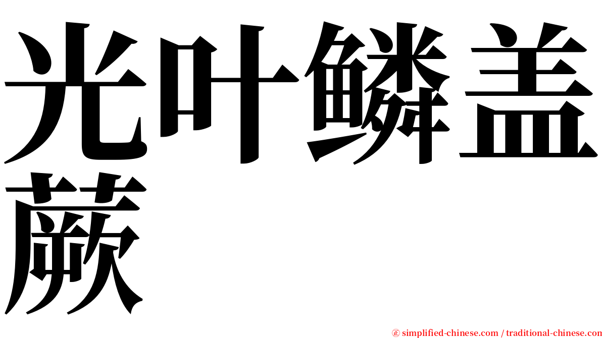 光叶鳞盖蕨 serif font
