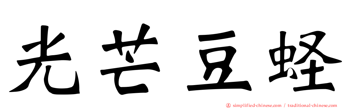 光芒豆蛏