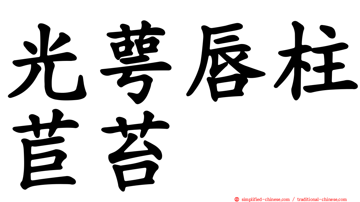 光萼唇柱苣苔