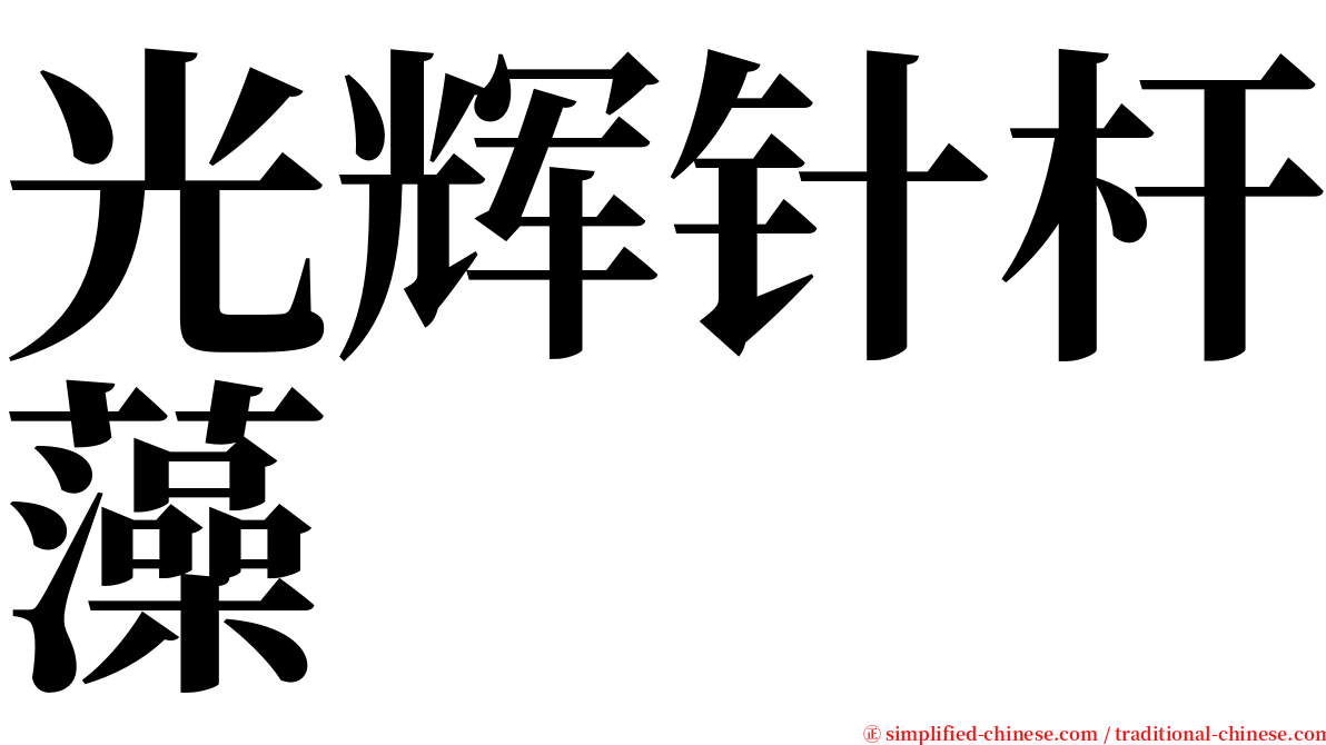 光辉针杆藻 serif font