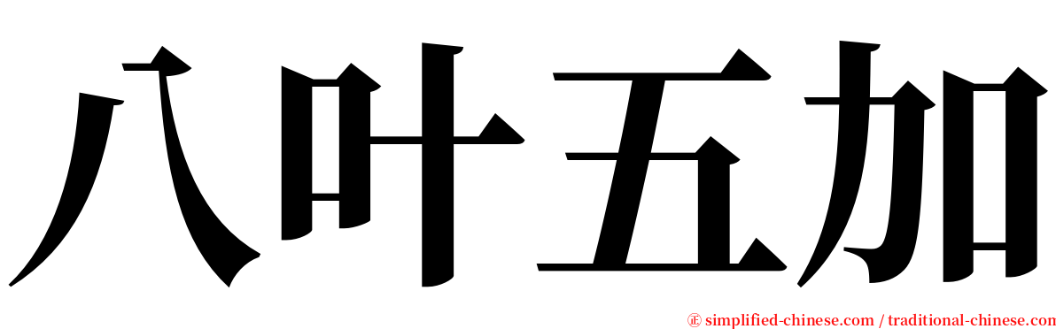 八叶五加 serif font