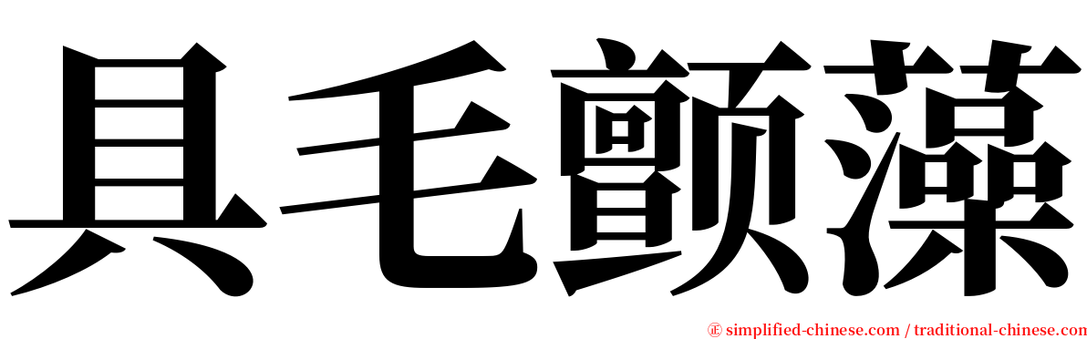 具毛颤藻 serif font