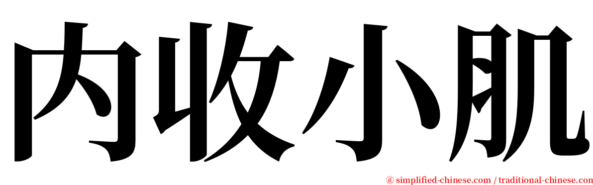 内收小肌 serif font