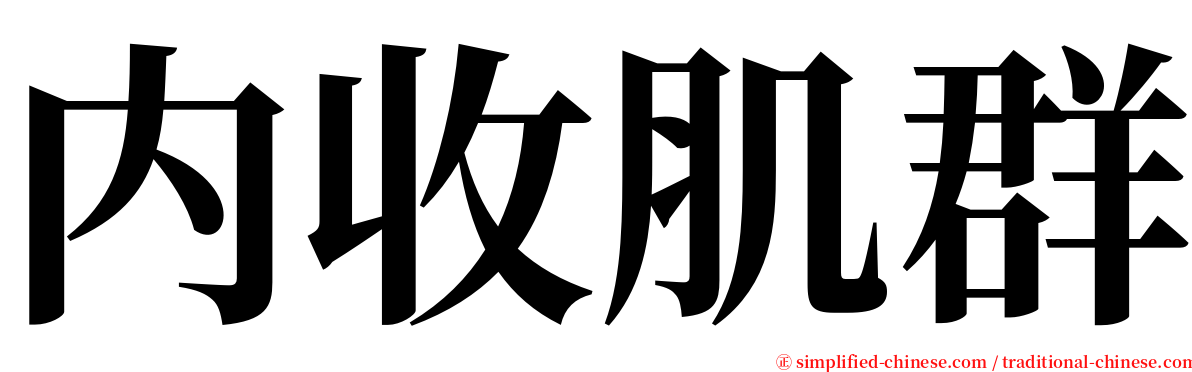 内收肌群 serif font