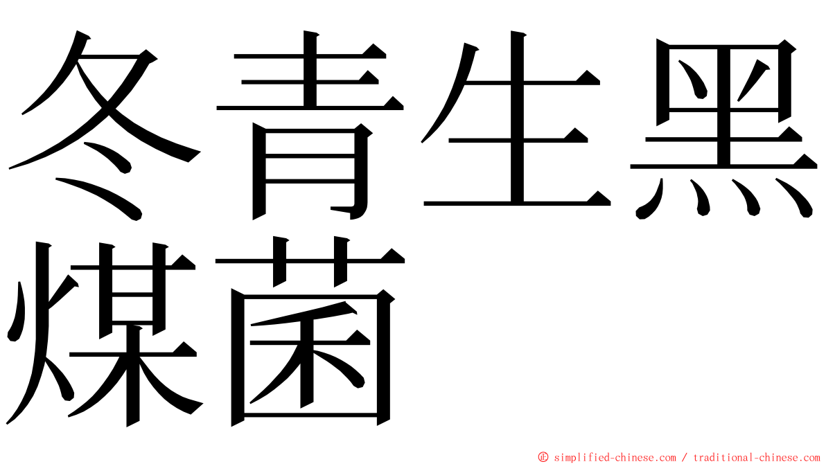 冬青生黑煤菌 ming font