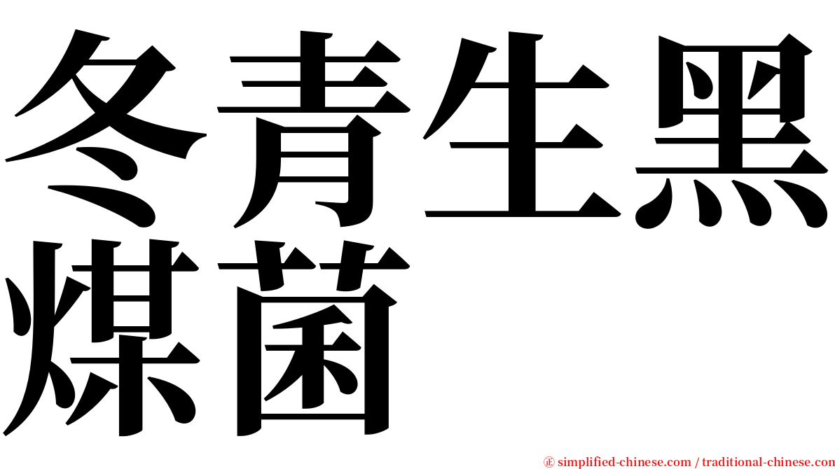 冬青生黑煤菌 serif font