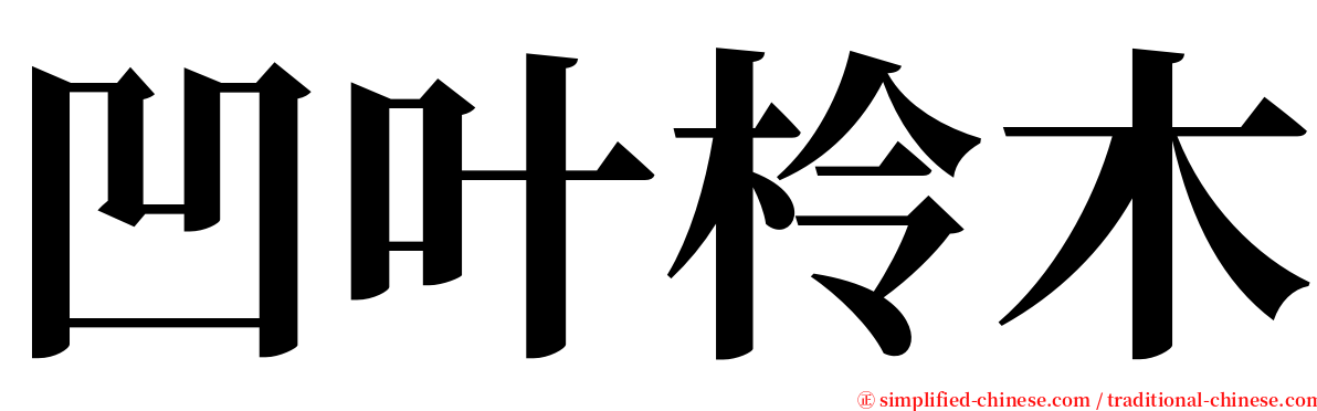 凹叶柃木 serif font