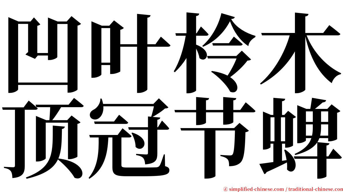 凹叶柃木顶冠节蜱 serif font