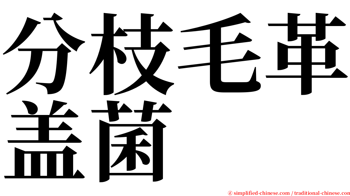 分枝毛革盖菌 serif font