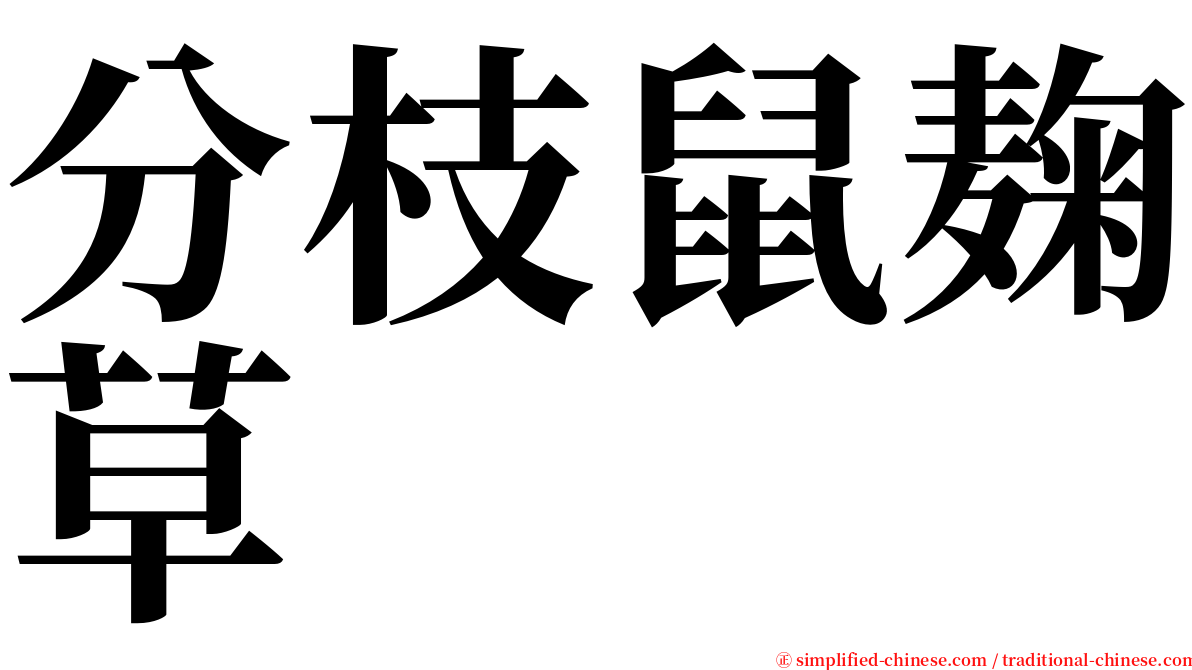 分枝鼠麹草 serif font