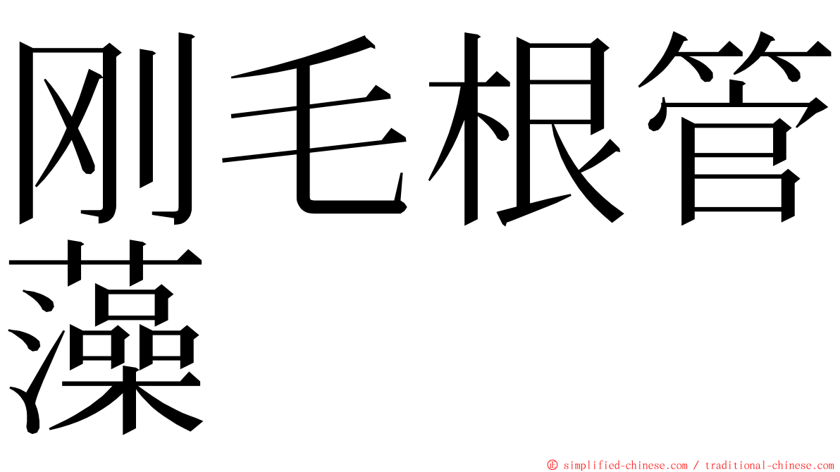 刚毛根管藻 ming font